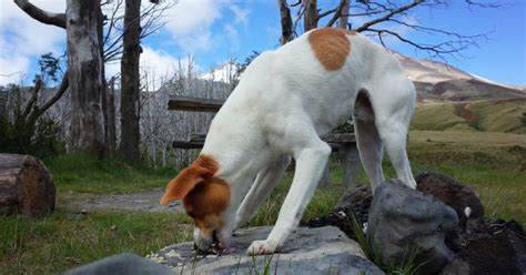 arched back doggy|9 Must Know Reasons Why Dogs Arch Their Backs & What To。